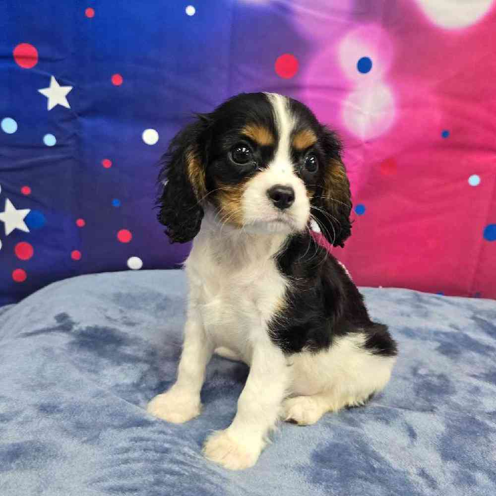 Male Cavalier King Charles Spaniel Puppy for Sale in Virginia Beach, VA