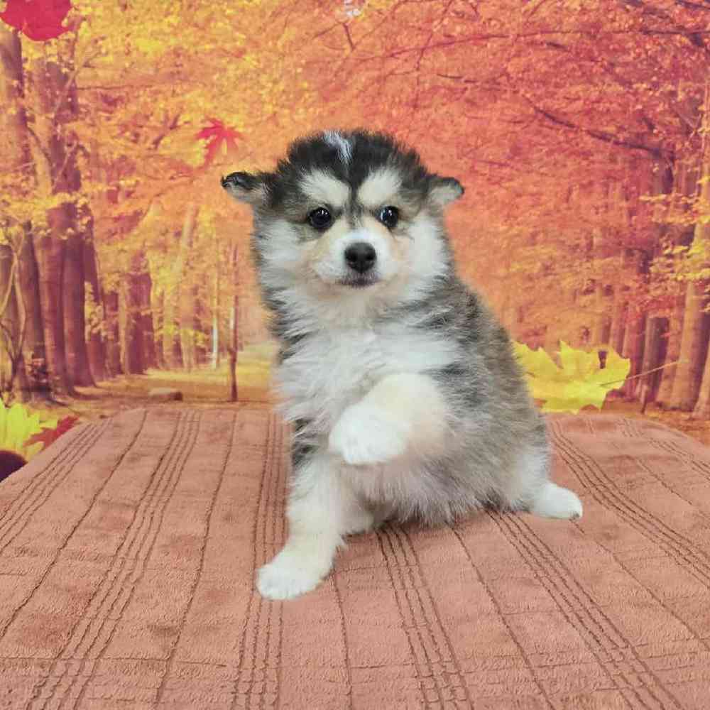 Female Pomsky Puppy for Sale in Virginia Beach, VA