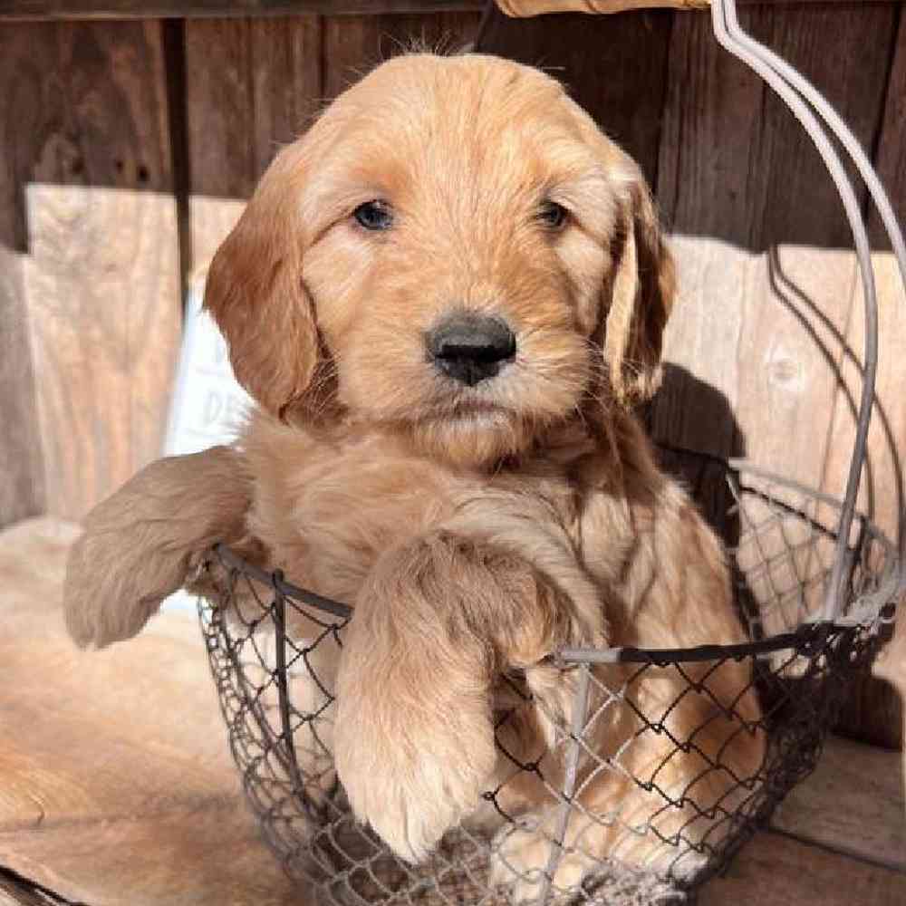 Male Moyen Poodle-Golden Retriever Puppy for Sale in Virginia Beach, VA