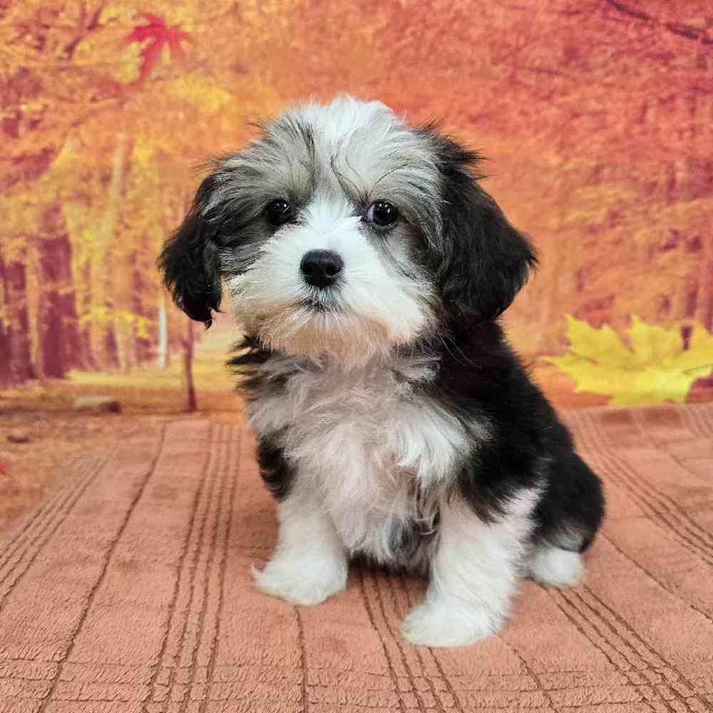 Male Chinese Crested Puppy for Sale in Virginia Beach, VA