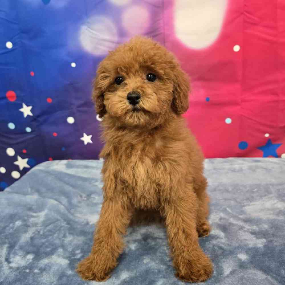 Female Poodle Puppy for Sale in Virginia Beach, VA