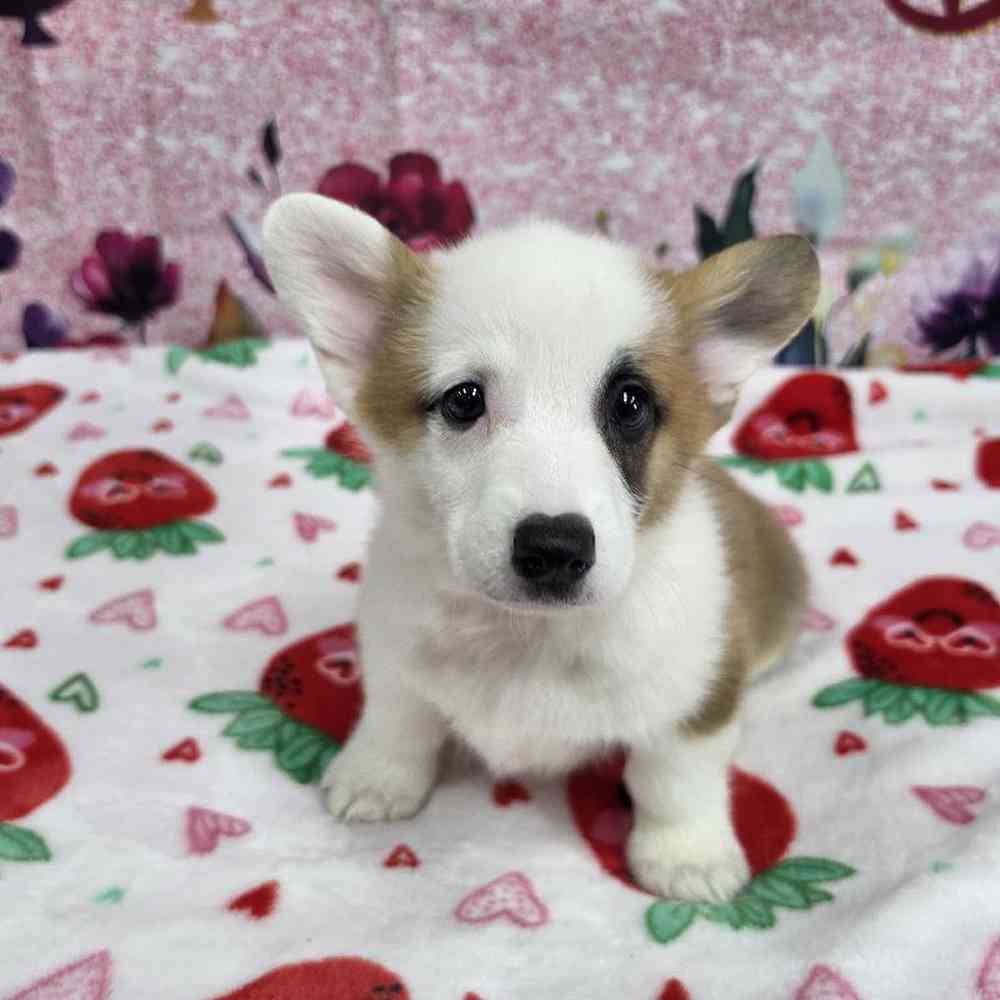 Male Pembroke Welsh Corgi Puppy for Sale in Virginia Beach, VA