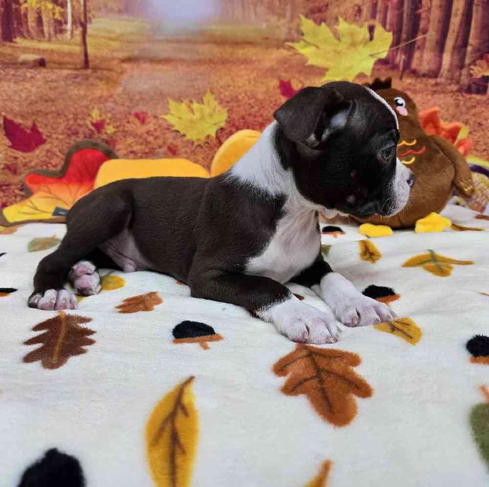 Male Boston Terrier Puppy for Sale in Virginia Beach, VA