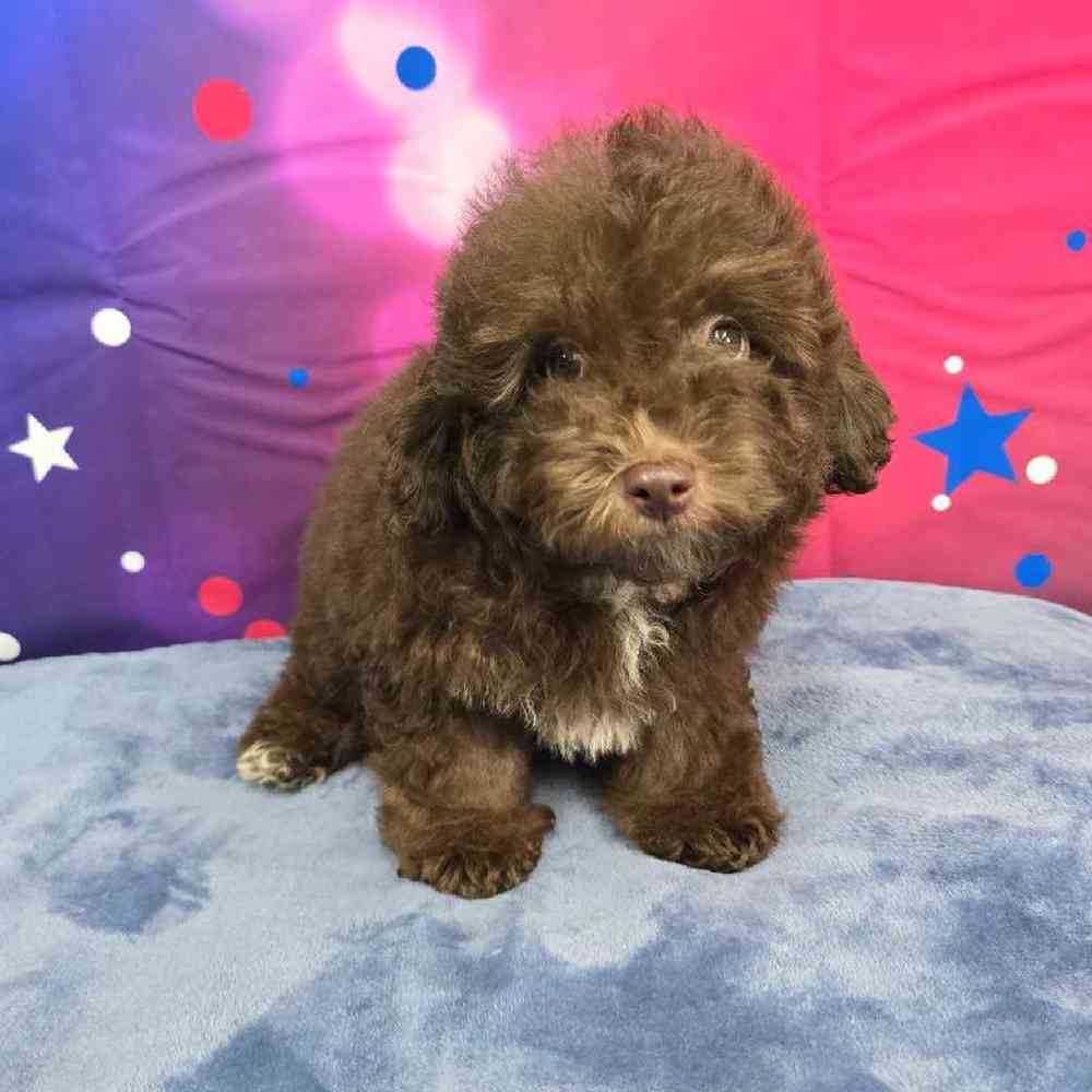 Male Mini Aussiedoodle Puppy for Sale in Virginia Beach, VA