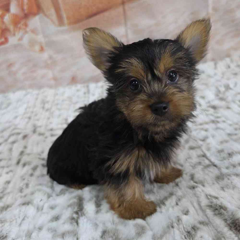 Male Yorkie Puppy for Sale in Virginia Beach, VA