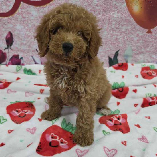 Mini Goldendoodle