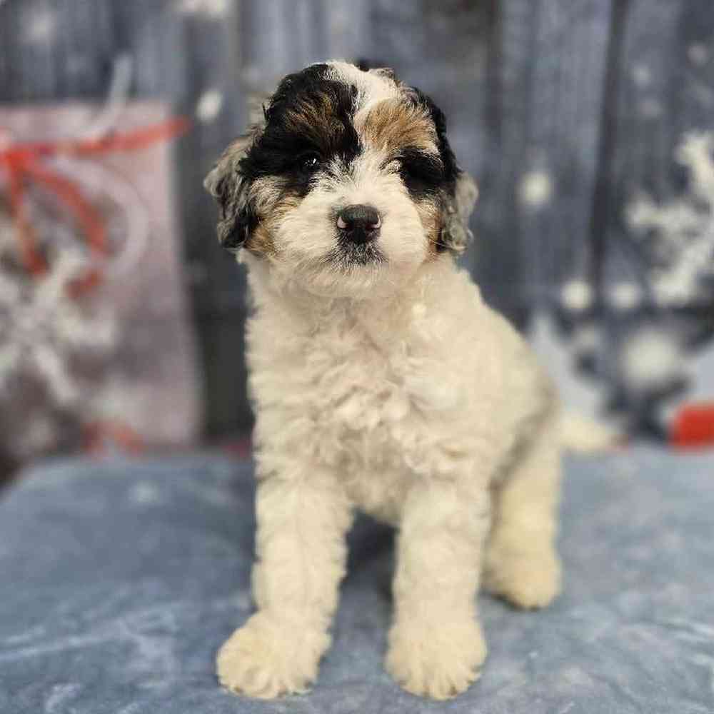 Male Mini Bernadoodle Puppy for Sale in Virginia Beach, VA