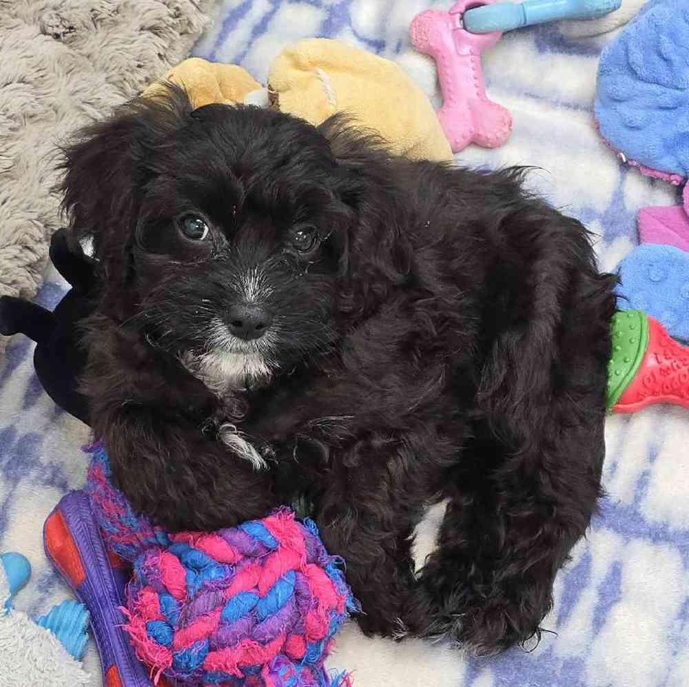 Female Cavapoo Puppy for Sale in Virginia Beach, VA