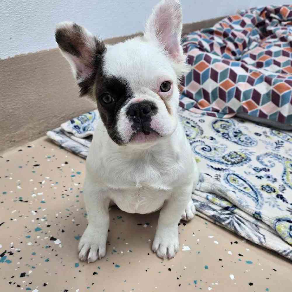 Female French Bulldog Puppy for Sale in Virginia Beach, VA