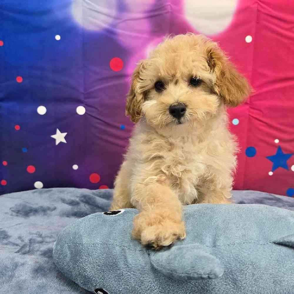 Male Poodle Puppy for Sale in Virginia Beach, VA