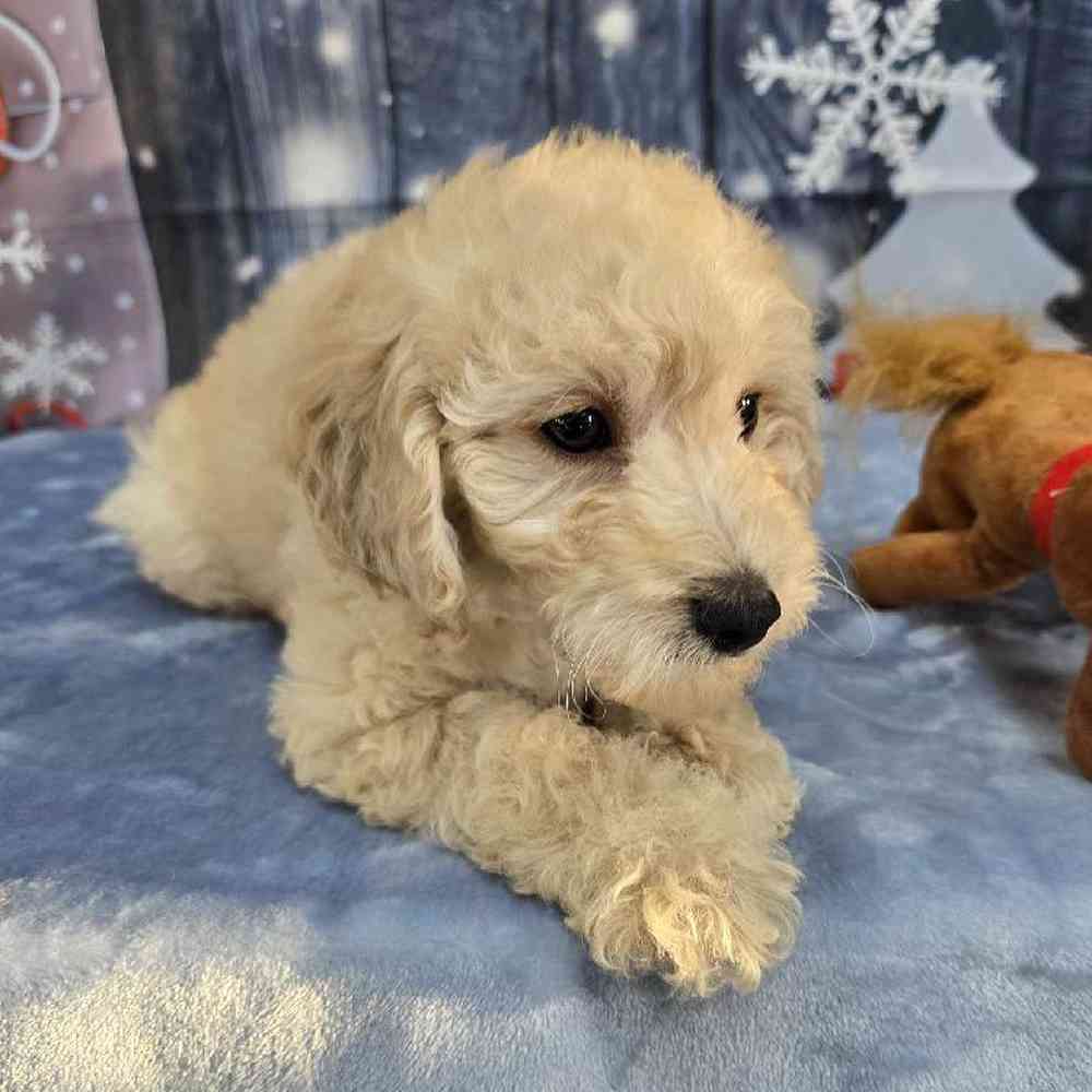 Male Mini Goldendoodle Puppy for Sale in Virginia Beach, VA