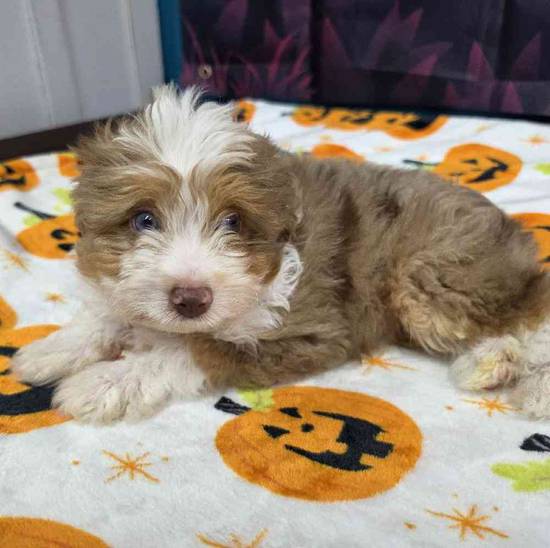Mini Aussie Poo