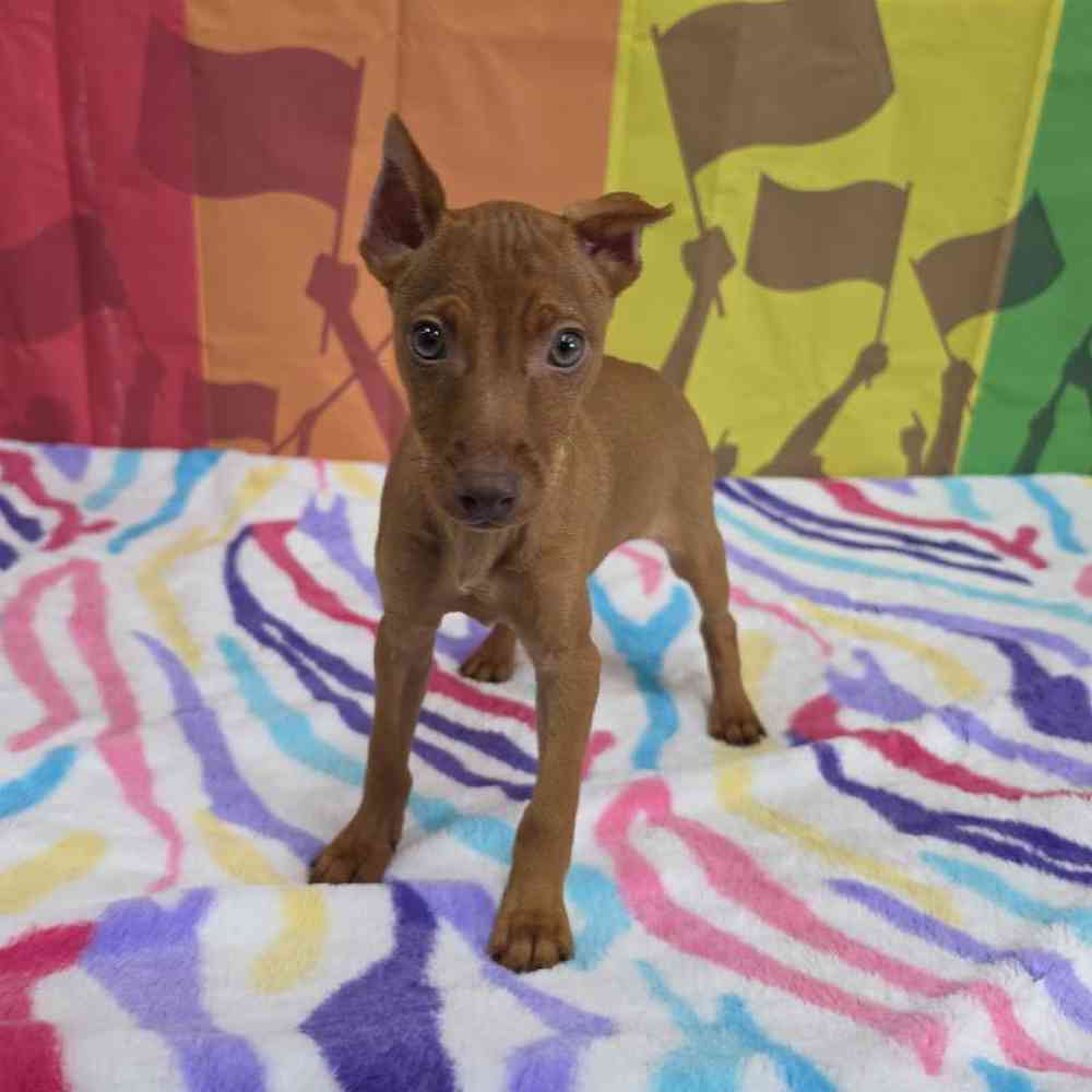 Male Min Pin Puppy for Sale in Virginia Beach, VA