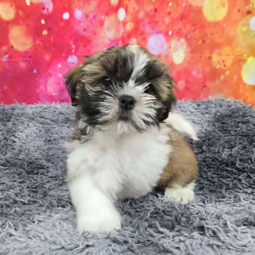 Male Shih Tzu Puppy for Sale in Virginia Beach, VA