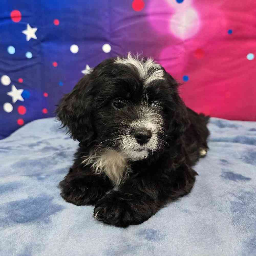 Female Shipoo Puppy for Sale in Virginia Beach, VA