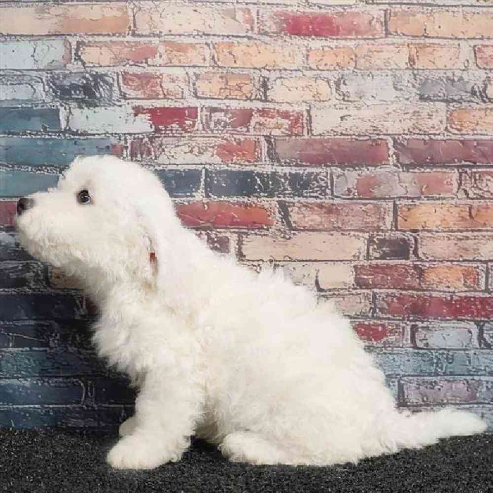 Male Bichon Puppy for Sale in Virginia Beach, VA