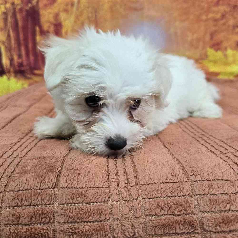 Male Maltese Puppy for Sale in Virginia Beach, VA