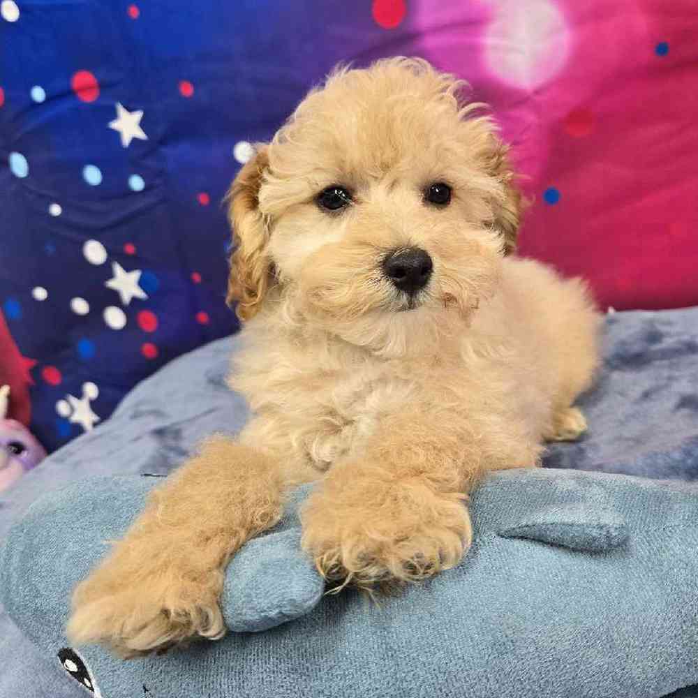 Male Poodle Puppy for Sale in Virginia Beach, VA