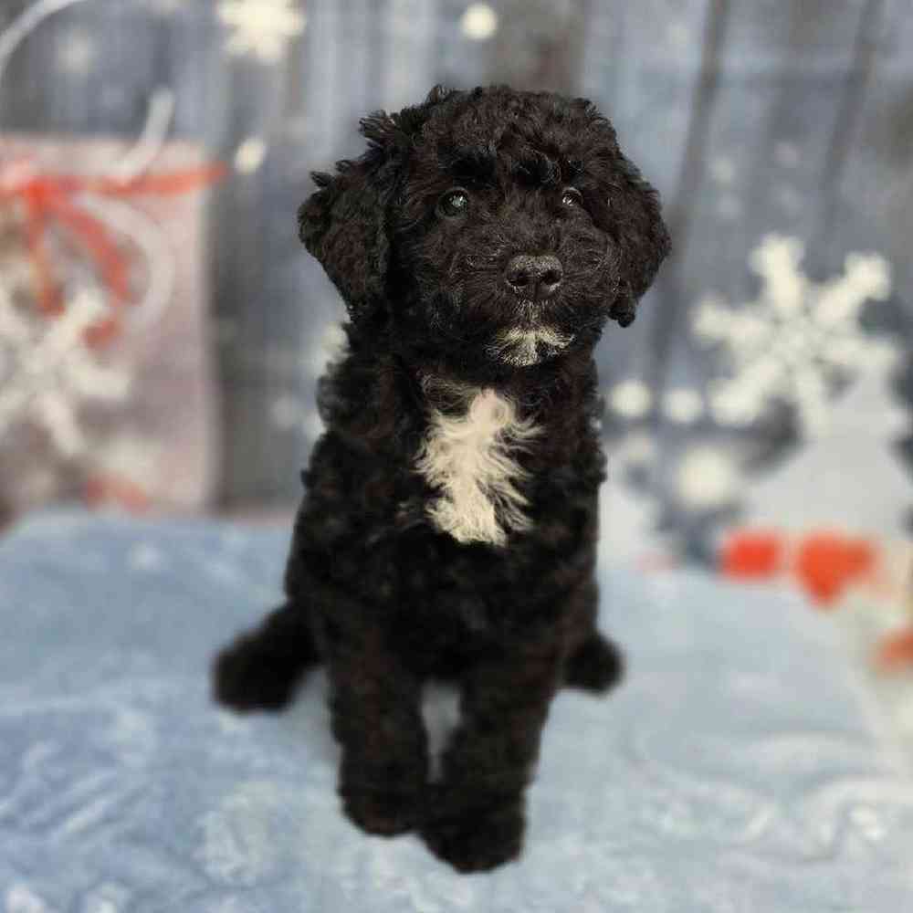 Female Mini Sheepadoodle Puppy for Sale in Virginia Beach, VA