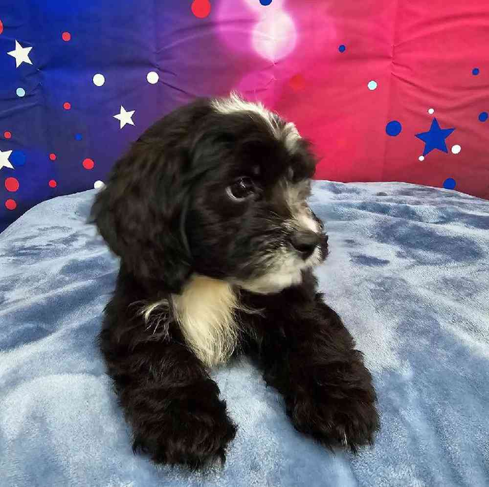 Female Shipoo Puppy for Sale in Virginia Beach, VA