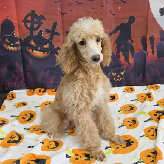 Poodle