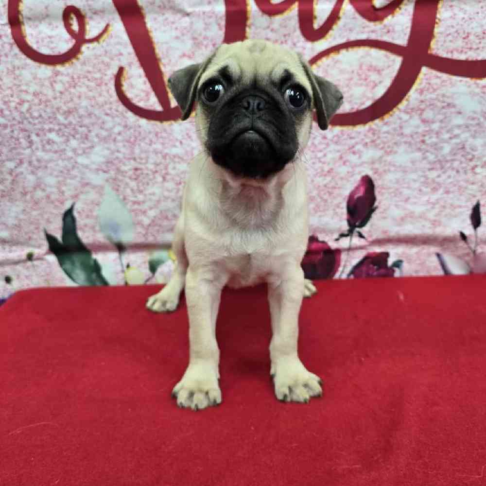 Male Pug Puppy for Sale in Virginia Beach, VA