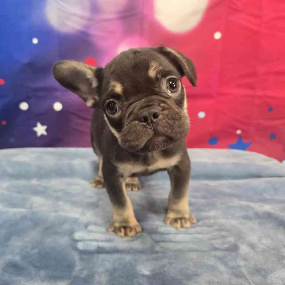 Male French Bulldog Puppy for Sale in Virginia Beach, VA
