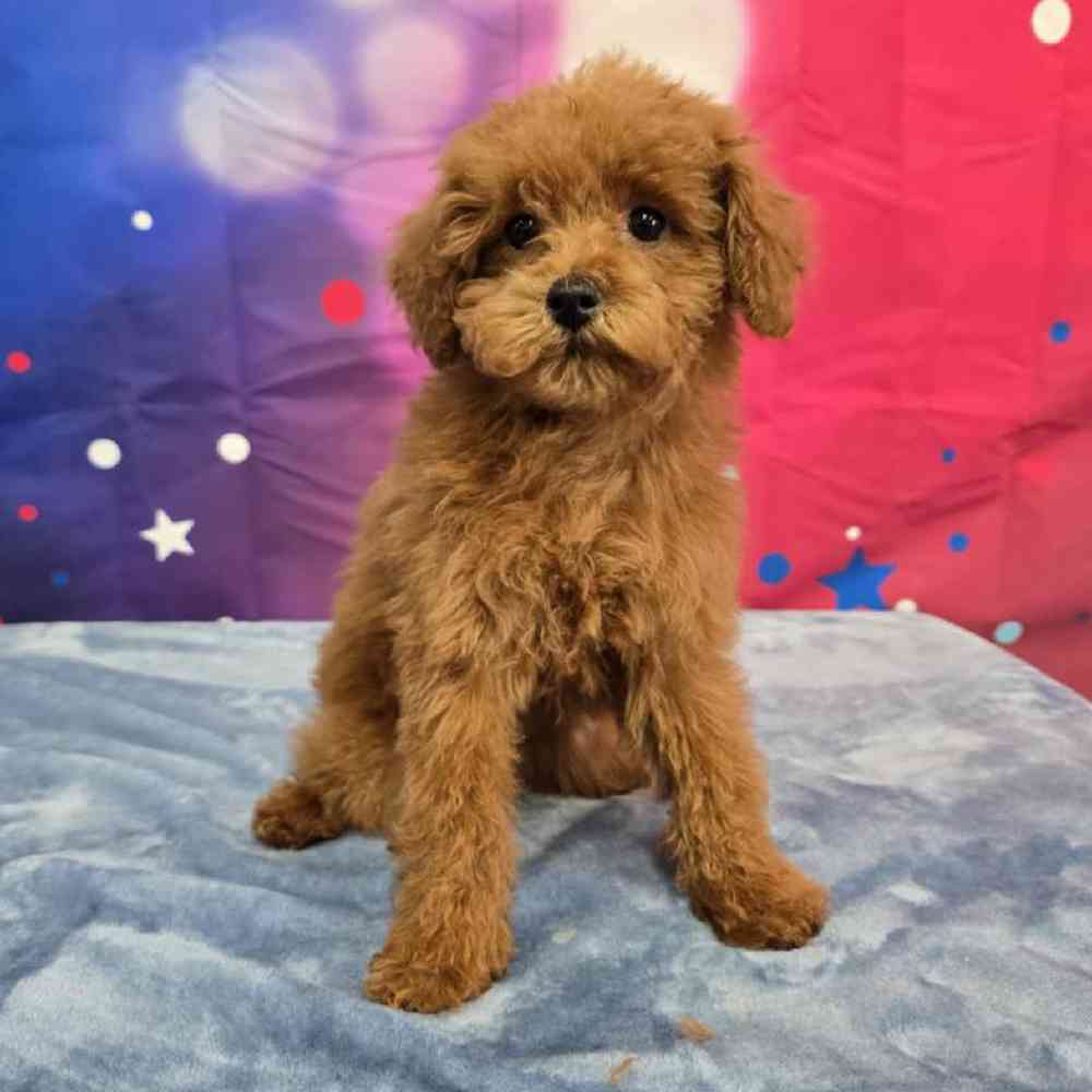 Female Poodle Puppy for Sale in Virginia Beach, VA