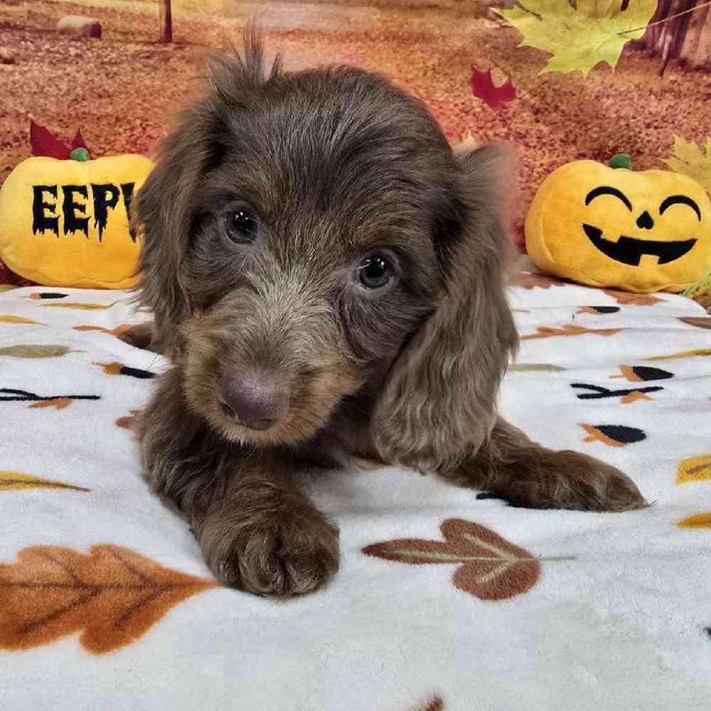 Male Dachshund Puppy for Sale in Virginia Beach, VA