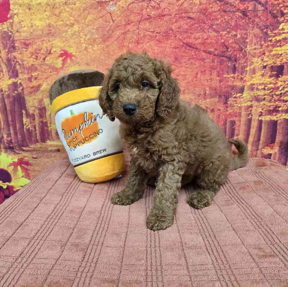 Male Goldendoodle Puppy for Sale in Virginia Beach, VA