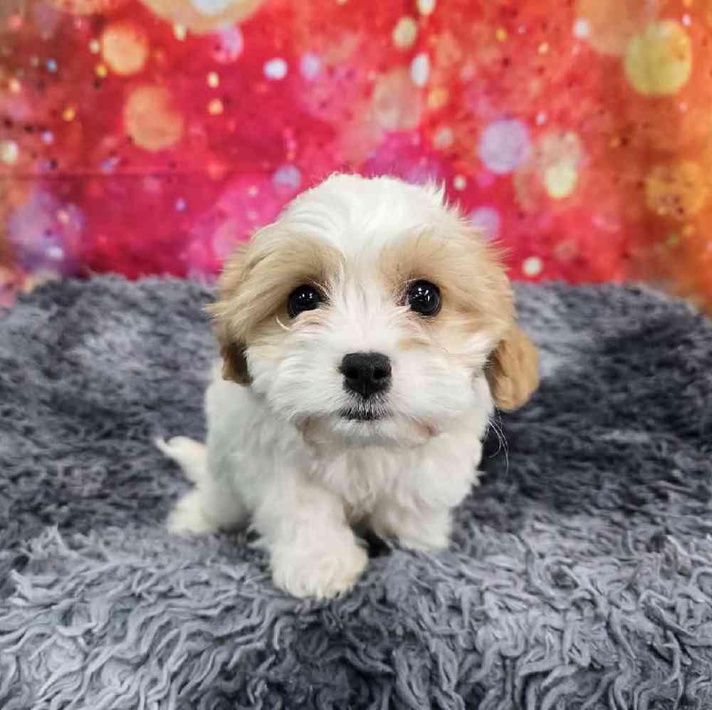 Female Cavachon Puppy for Sale in Virginia Beach, VA