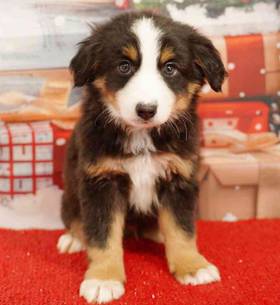 Mini Aussie