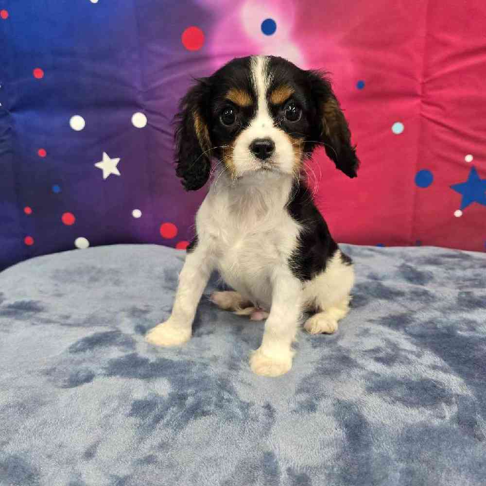 Male Cavalier King Charles Spaniel Puppy for Sale in Virginia Beach, VA