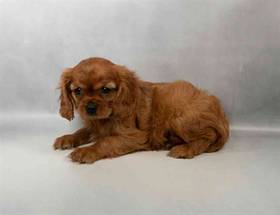 Cavalier King Charles Spaniel