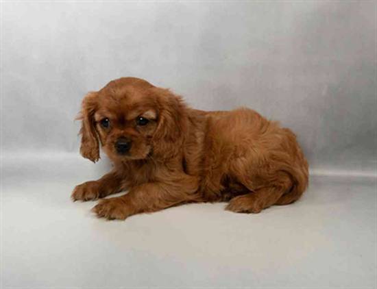 Cavalier King Charles Spaniel