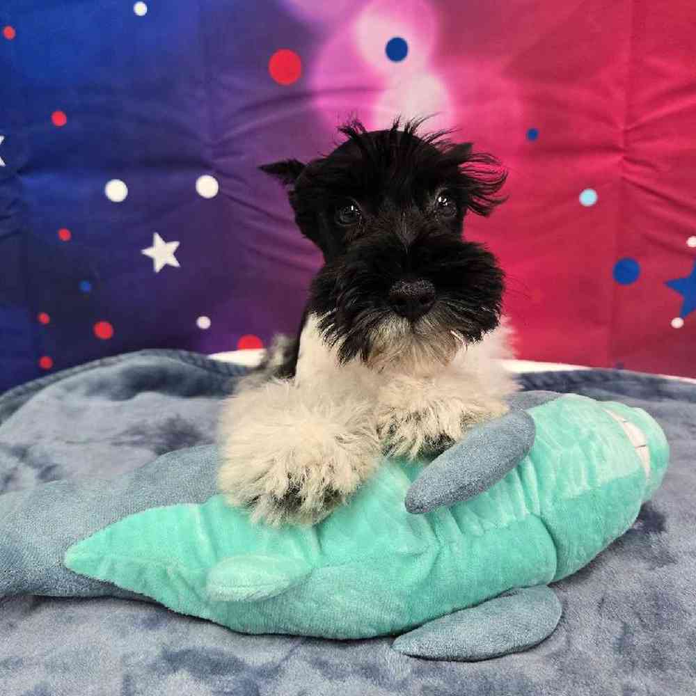 Male Mini Schnauzer Puppy for Sale in Virginia Beach, VA