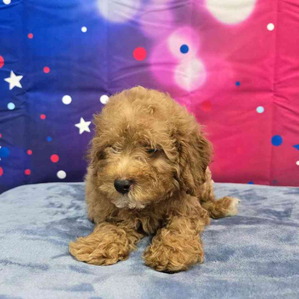 Female Mini Poodle Puppy for Sale in Virginia Beach, VA