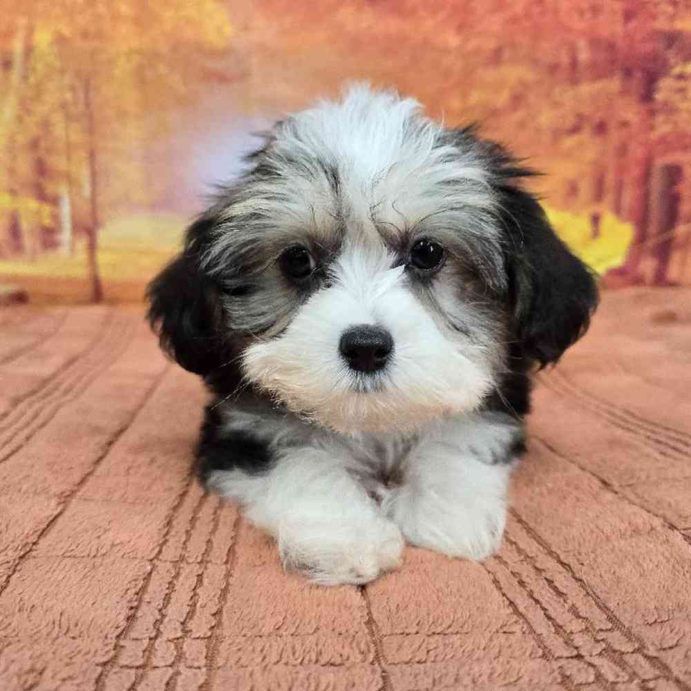 Male Chinese Crested Puppy for Sale in Virginia Beach, VA