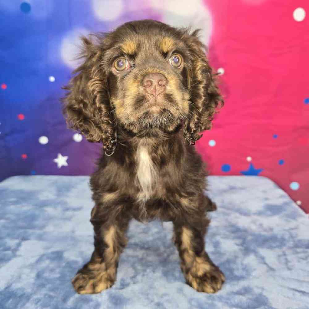 Female Cocker Spaniel Puppy for Sale in Virginia Beach, VA