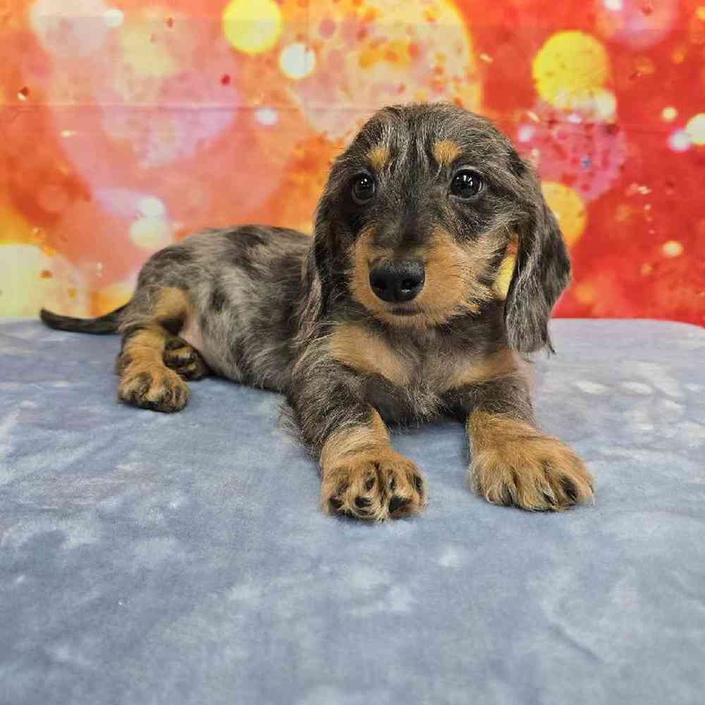 Male Dachshund Puppy for Sale in Virginia Beach, VA