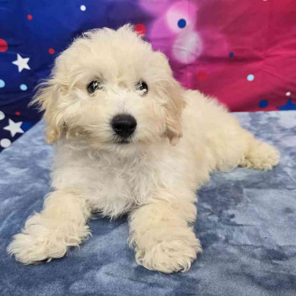 Male Bichonpoo Puppy for Sale in Virginia Beach, VA