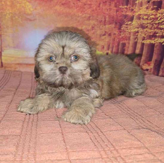 Shih Tzu