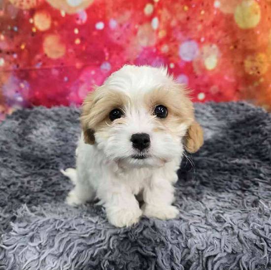 Cavachon