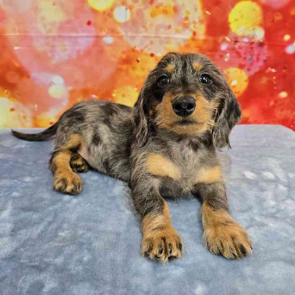 Male Dachshund Puppy for Sale in Virginia Beach, VA