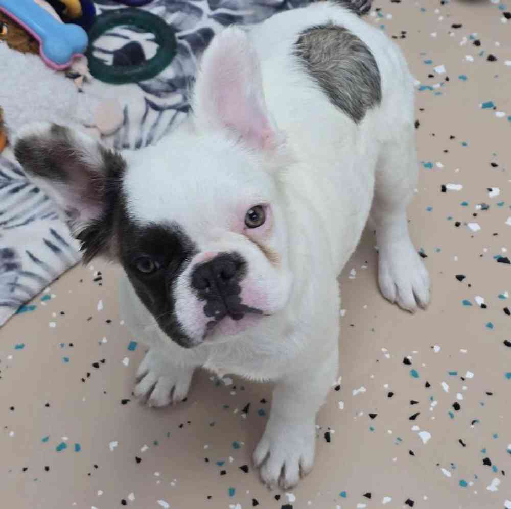 Female French Bulldog Puppy for Sale in Virginia Beach, VA