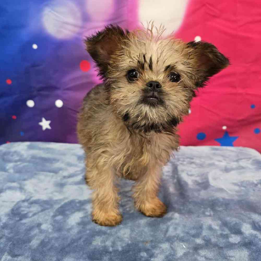 Male Brussels Griffon Puppy for Sale in Virginia Beach, VA
