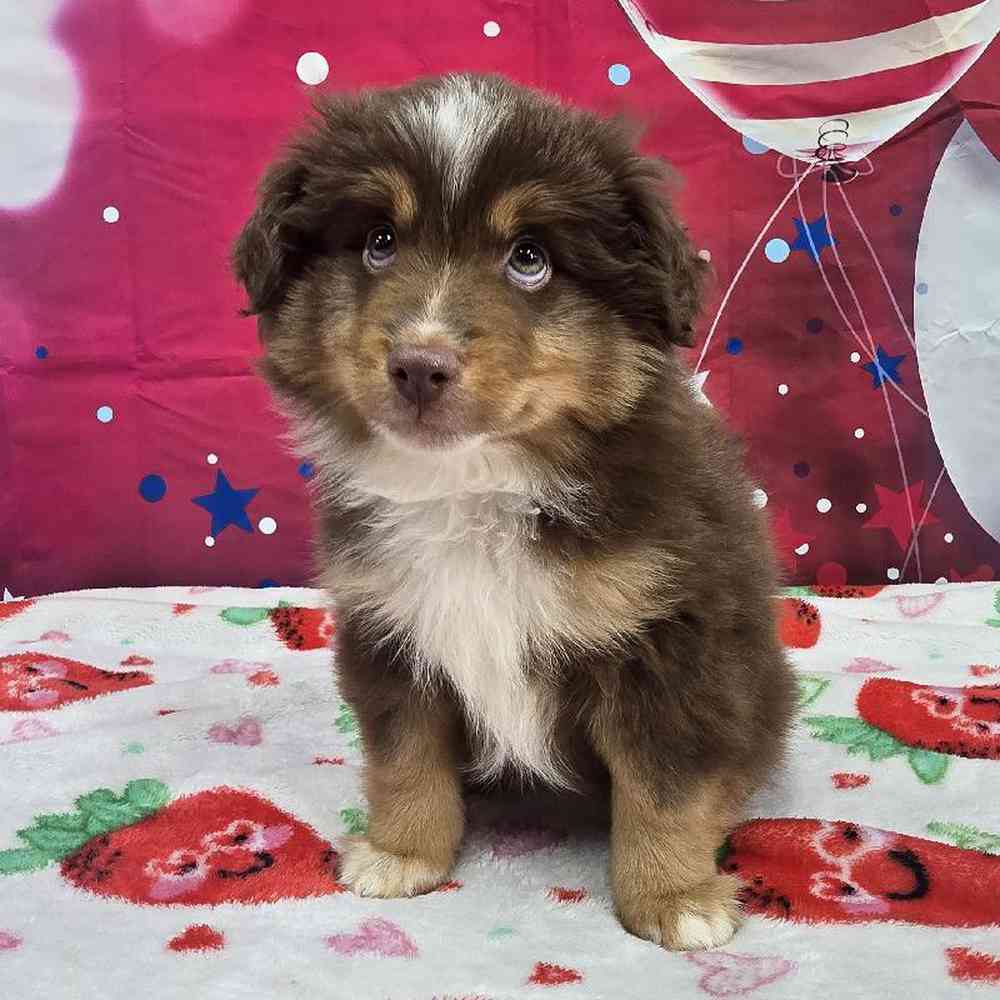 Male Toy Australian Shepherd  Puppy for Sale in Virginia Beach, VA
