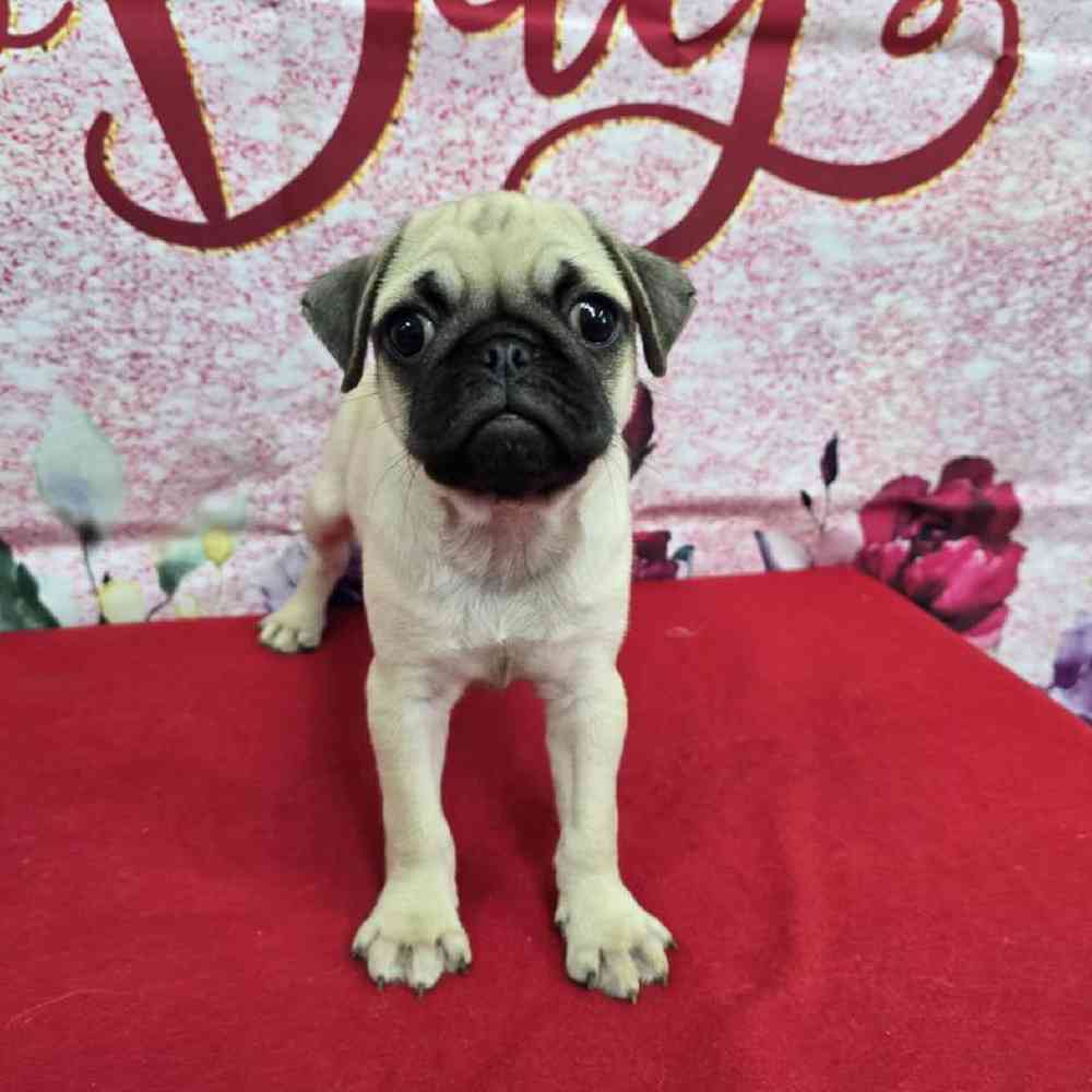 Male Pug Puppy for Sale in Virginia Beach, VA