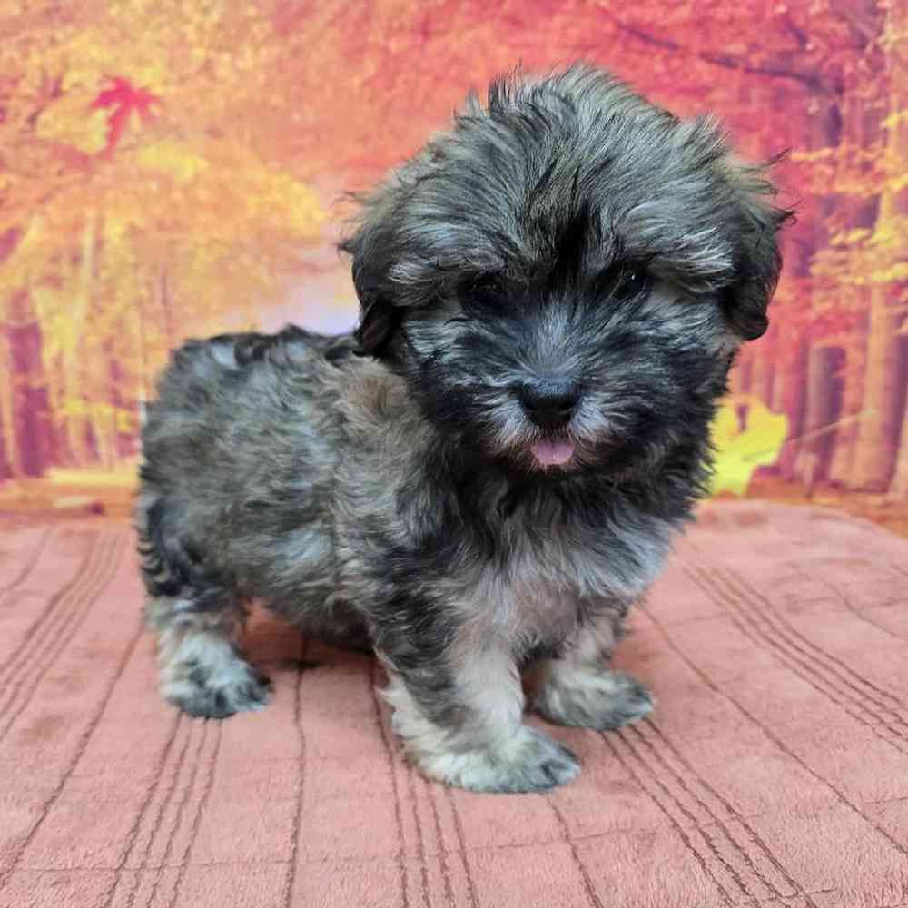 Male Havanese Puppy for Sale in Virginia Beach, VA