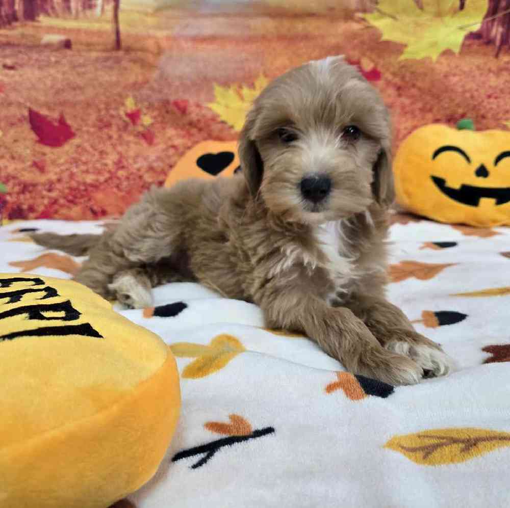 Female Mini Goldendoodle Puppy for Sale in Virginia Beach, VA